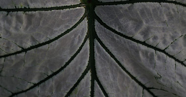 Leaf computers aside
