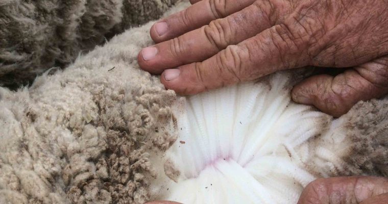 Is Wool an Enemy of Batman?